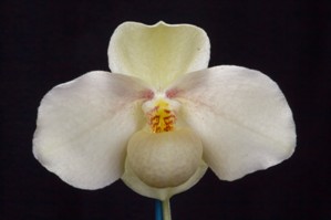 Paphiopedilum Wssner Wolke Tustin Treasure AM/AOS 82 pts.